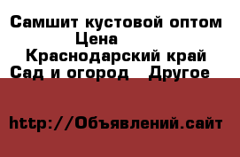 Самшит кустовой оптом › Цена ­ 250 - Краснодарский край Сад и огород » Другое   